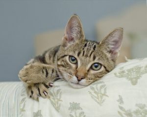 Wie funktionieren die gefürchteten Katzenkrallen?