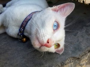 Die Khao Manee Katze: das weiße Juwel