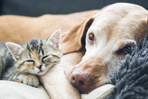 Krankheiten bei alternden Hunden