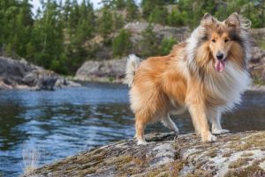 Namen für Hunde mit langem Fell