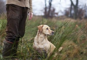 Namen für Jagdhunde