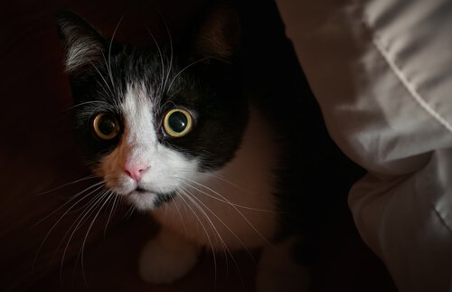 Der Mythos über die Neugier von Katzen