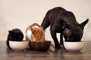 Ordnung und Organisation bei mehreren Haustieren