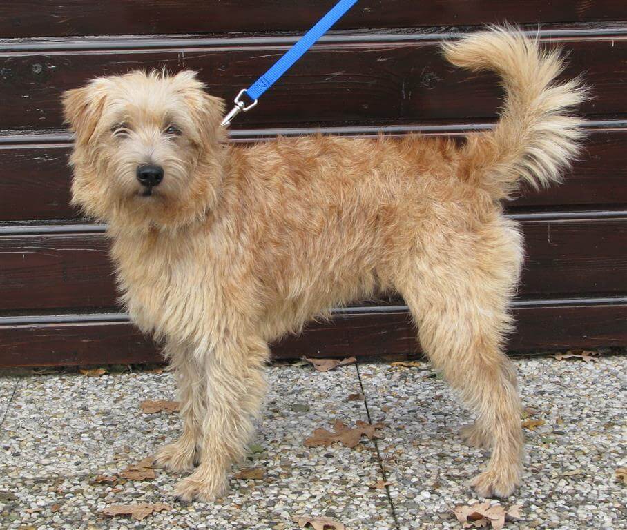 Smoushund an der Leine