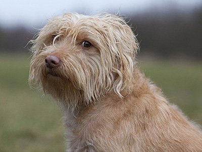 Smoushund schaut verwegen in die Kamera