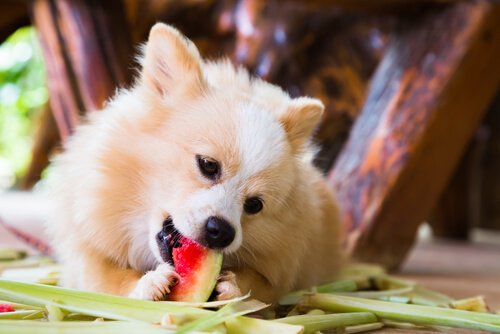 Sommerfrüchte für deinen Hund: Wassermelone