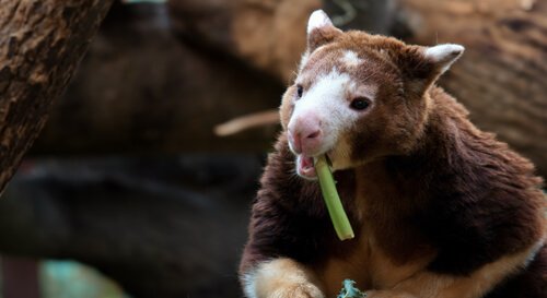 Tierarten, die auf Bäumen leben - das Baumkänguru