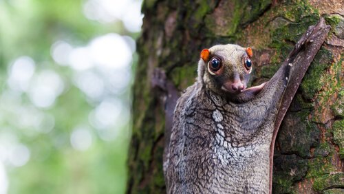 Baumbewohner: 5 Tierarten, die auf Bäumen leben