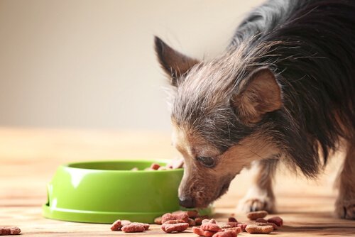 Verhalten alternder Hunde