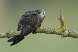 Lerne den Vogel kennen, der fliegend schläft
