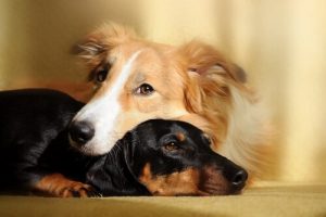 Vorteile von zwei Hunden im Haushalt