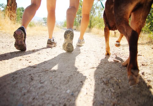 Warum Hunde uns hinterher laufen: Spaziergang