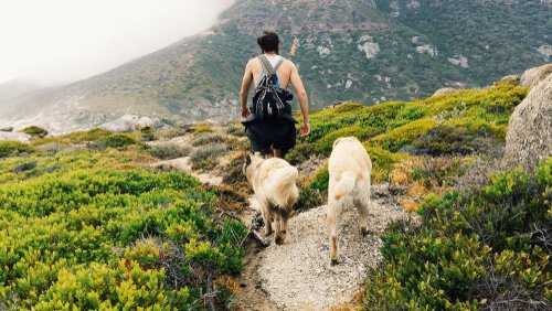 Warum Hunde uns hinterherlaufen: Wanderung