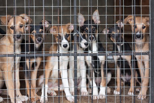 Unschuldige Welpen hinter Gittern