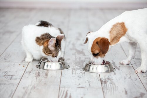 Zähneputzen beim Haustier - Tipps und Infos