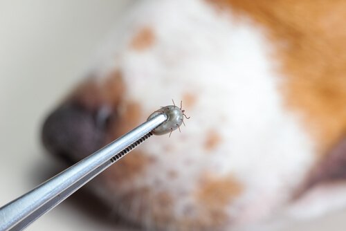 Zecken beim Hund können Krankheiten verursachen
