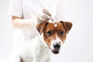 Zecken beim Hund mit natürlichen Mitteln entfernen