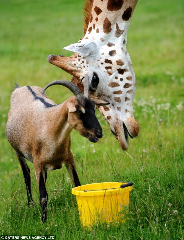 Ziege und Giraffe