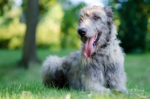 Zotteliger Wolfshund liegt lächelnd im Gras