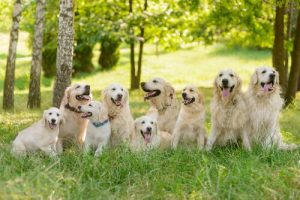 Wissenswertes über die Erziehung eines Golden Retriever