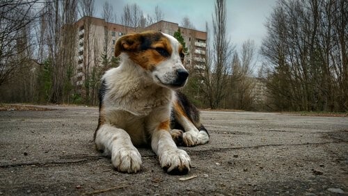 Tschernobyl-Hund-Strasse