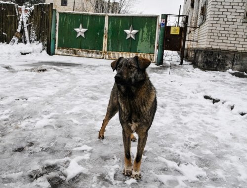 Tschernobyl-Hund