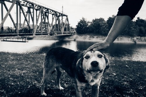 Die letzten Hunde von Tschernobyl