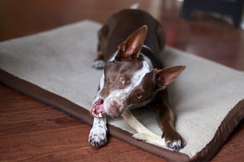 Ernährung für mittelgroße Hunde