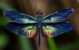 Libellen: Wissenswertes über dieses großartige Insekt