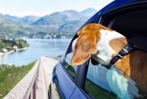Ostern: 5 Urlaubsziele für dich und deinen Hund