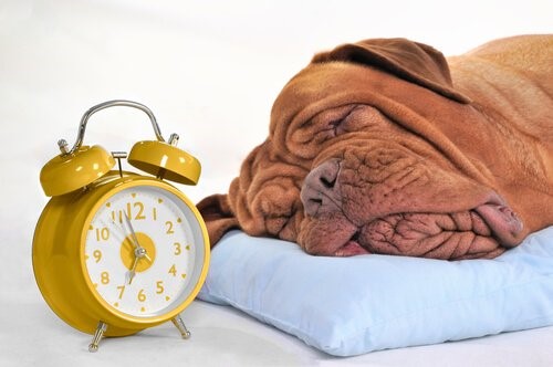 Wie viele Stunden muss mein Hund schlafen?