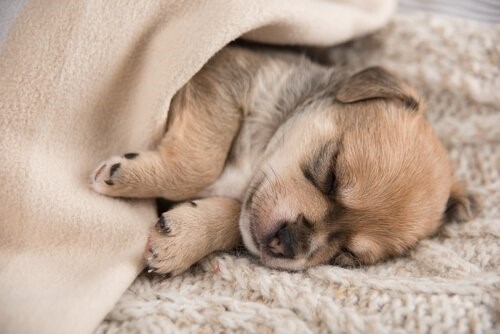 Wie viele Stunden muss mein Hund schlafen? Deine Tiere