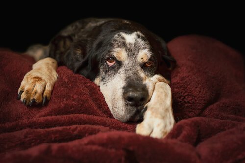 Älterer Hund liegt auf Decke
