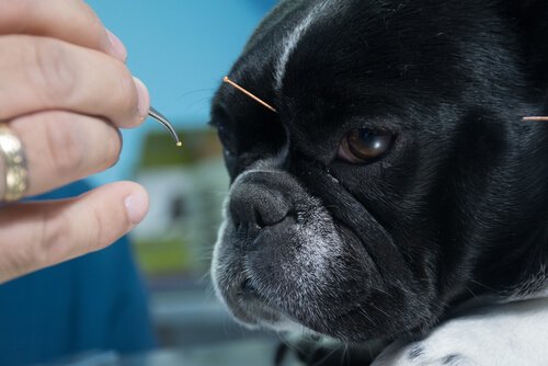 Akupunktur für Hunde