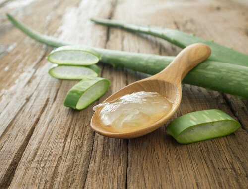 Aloe Vera für Haustiere