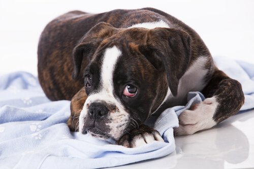StickerSarkom Symptome und Behandlung Deine Tiere