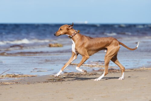 Azawakh Windhund am Strand