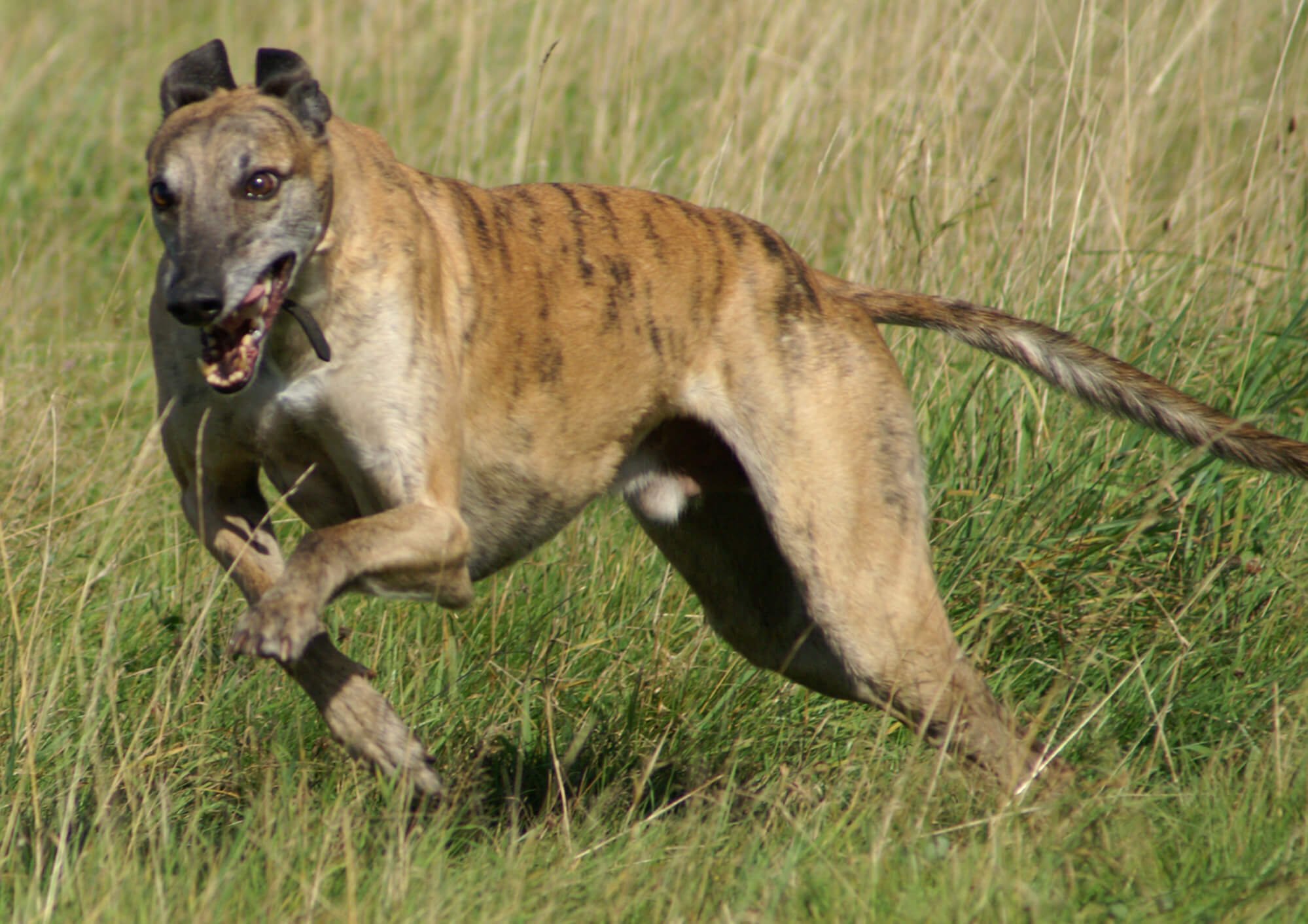 Banjara Windhund auf der Wiese