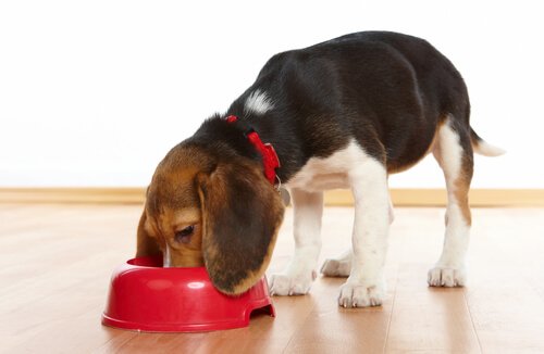 Beagle frisst aus rotem Fressnapf