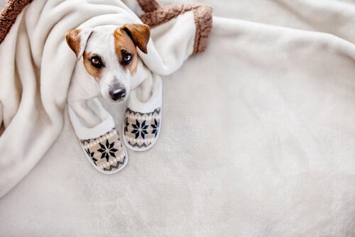 Behandlung von Hypothermie bei Hunden