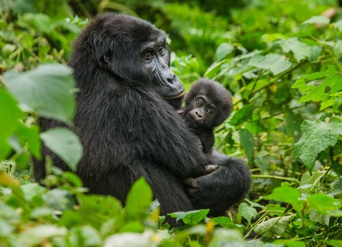 Berggorillas in Virunga