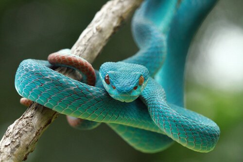 Blaue Schlange