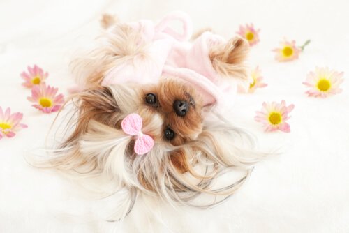 Blütentherapie für Hunde bei Depression
