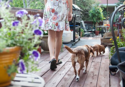 Blütentherapie für Hunde bei Stress