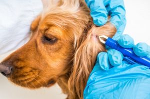 Borreliose - Diagnose und Vorbeugung