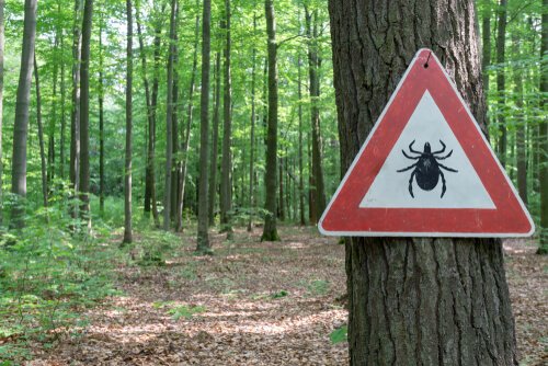 Borreliose durch Zecken