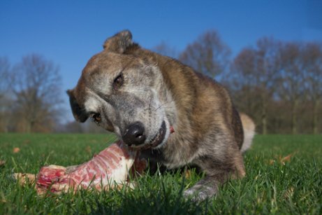 Das beste Fleisch für Hunde hängt von vielen Faktoren ab