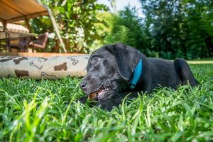 Das Risiko, Hunde im Garten zu haben