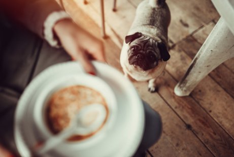 Hund Suppe geben, Wissenswertes und Rezepte - Deine Tiere