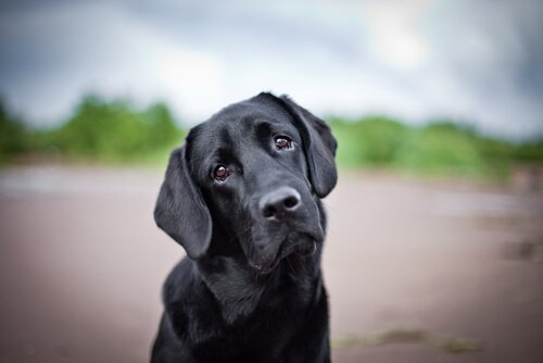 Depression bei Hunden